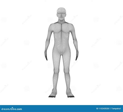 human front view wireframe model  lines  white background stock illustration