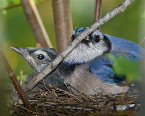 blue jay nest  reaching distance pentaxforumscom