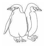 Penguin Chinstrap Birds Category sketch template