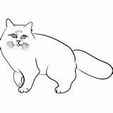 Cat Coloring Pages Printable Birman Cats Kids sketch template