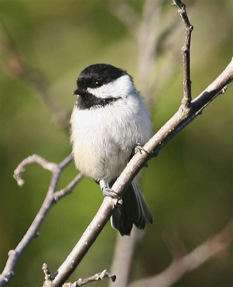 picture black capped chickadee bird high resolution