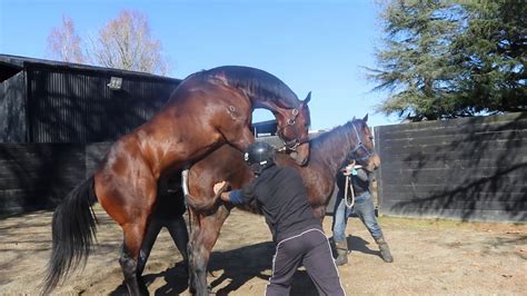 summer passage  cover thoroughbred stallion serves mare