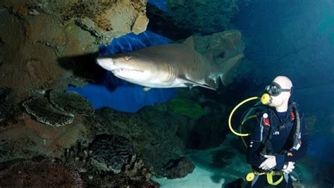 Chester S Grosvenor Hotel Offers Shark Encounters