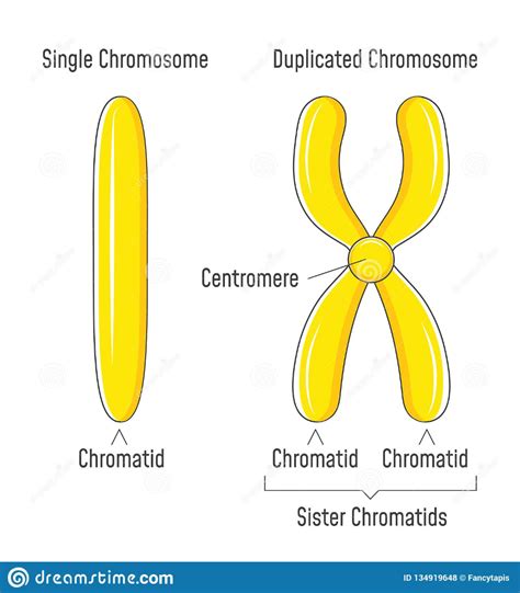 unduplicated  duplicated chromosomes sister chromatids stock vector illustration