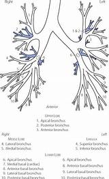 Tree Tracheobronchial Anatomy Respiratory Functional Branches Viewed Named Fig Front sketch template