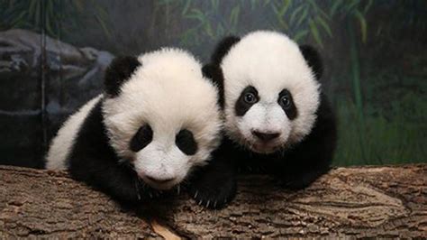 im  love public   glimpse  toronto zoos panda cubs