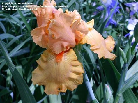 plantfiles pictures tall bearded iris glazed orange iris