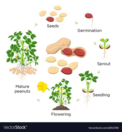peanut growth stages  flat royalty  vector image
