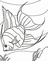 Coloring Bowl Fish Printable Popular Pages sketch template