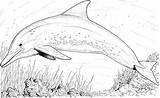 Dolphin Coloring Pages Dolphins Underwater Adults Printable Kids Color Under Drawing Water Line Cliparts Adult Print Sheets Popular Choose Board sketch template