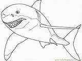 Shark Coloring Great Pages Colour Hungry Scary Sharks Outline Drawing Color Library Getdrawings Printable Getcolorings Popular sketch template