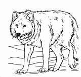 Wolf Coloring Pages Realistic Detailed Printable Print Color Pup Getcolorings Angry Getdrawings Colorings sketch template