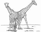 Savana Girafas Colorir Tudodesenhos sketch template