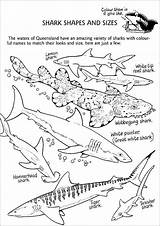 Sharks Different Sheets Coloringbay Rocks Designlooter Adult Preschoolers sketch template