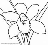Orchid Coloring Pages Jungle Drawing Orchids Getdrawings Simple sketch template