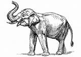 Elefant Indischer Malvorlage sketch template