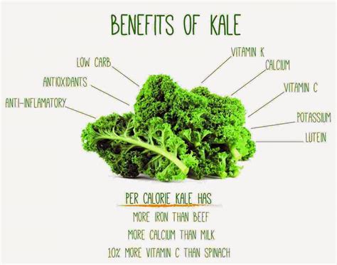 10 Health Benefits Of Kale