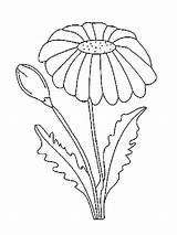 Chamomile Coloring Pages Flower Kids sketch template