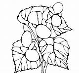 Begonia Coloring Coloringcrew sketch template