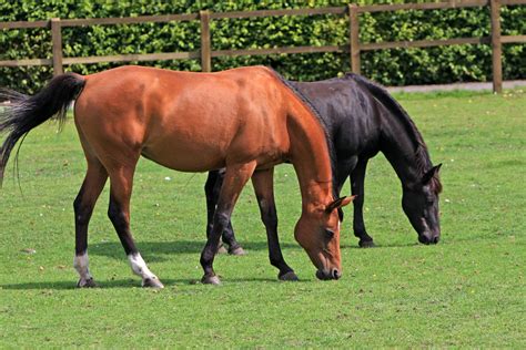 borna disease  horses symptoms  diagnosis treatment