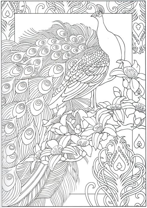 peacock coloring page  color pages stencils templates