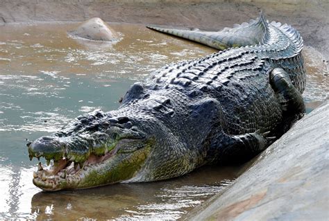 foot crocodile eats  year  child alive  front   mother