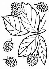 Blackberry Coloring Pages Clipartmag Drawing sketch template