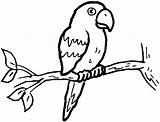Parrot Coloring Pages Kids Print Printable sketch template