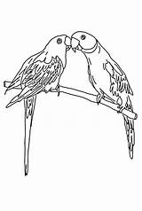 Lorikeet Parrot Parrots Macaw Papagei Learns Lucy Ausmalbilder Designlooter Budgie sketch template
