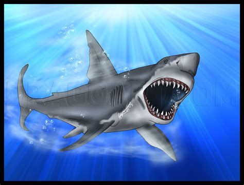 great white realistic open mouth shark drawing grandongpng