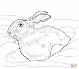 Hare Coloring Snowshoe Snow Arctic Drawing Drift Pages Color Printable Print Supercoloring Version Hares Comments Uprooted sketch template