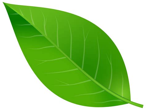 green leaf png clip art library images   finder