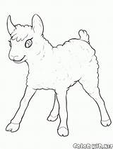 Kolorowanka Owieczka Lamb Little Colorkid Pouco Cordeiro Divertir Colorare Divertirsi Divertirse Disegni Malvorlagen Caprinos Ovinos Owce Kozy Ziegen Schafe Goats sketch template