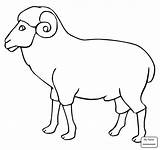 Coloring Sheep Pages Lamb Ram Outline Cute Drawing Activities Christmas Getdrawings Mammals Clipartmag sketch template
