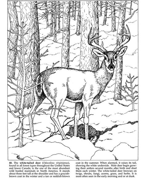 realistic printable deer coloring pages kidsworksheetfun