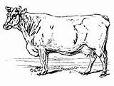 Coloring Cow Realistic Drawing sketch template