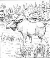 Moose Adults Italks Patterns Elch Mandala sketch template