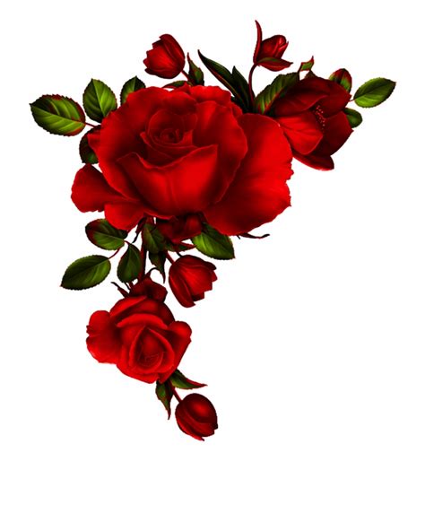 lista  foto imagenes de rosas rojas  perfil de whatsapp mirada tensa