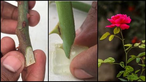 method  growing  rose plant  cuttings  achieve  success