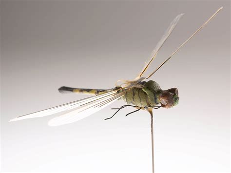 robobee insect drone     power source   flight  surveillance activist post