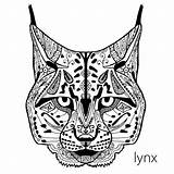 Lynx Coloring Patterns Book Print Illustration Ethnic Antistress Adults Vector Adult Stock Therapy Clip Estampados Para Zentangle Illustrations Google Colouring sketch template