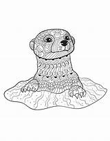 Coloring Pages Animal Adult Animals Otter Adults Printable Book Calm Books Colouring Otters Color Wild Patterns Mandala Sheets Creatively Baby sketch template
