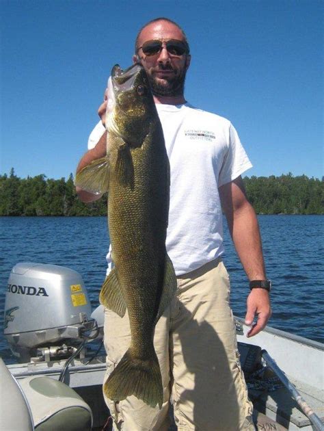 ontario s sunset country get hooked on the rainy river walleye tournament