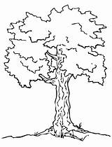 Oak Tree Coloring Getdrawings sketch template