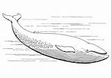 Whale Coloring Pages Printable Kids Sperm sketch template