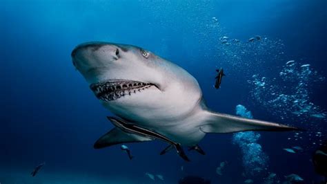 model s shark cage shoot goes horrifically wrong as she s bitten underwater mirror online