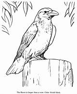 Bird Ravens Adult Realistic Crows Sheets Searchlock Honkingdonkey sketch template