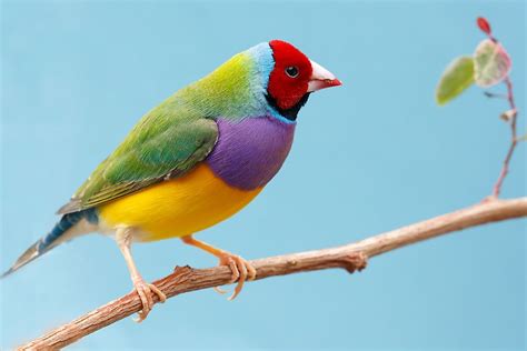 colorful birds    world