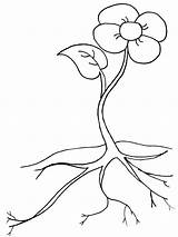 Plants Coloring Pages Trees Flowers Getdrawings sketch template
