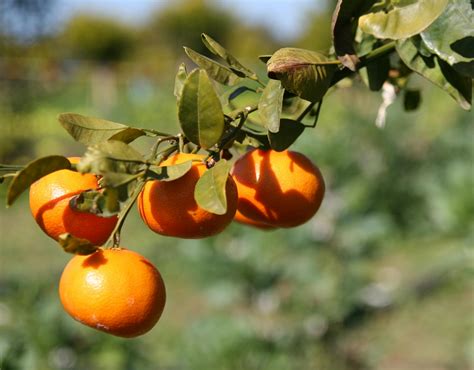 stock photo  seville oranges